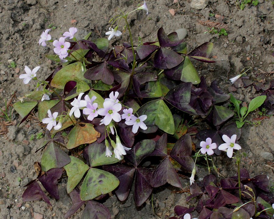 Изображение особи Oxalis triangularis.