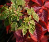 Rubus nessensis. Листья в нормальной и осенней раскраске. Московская обл., Раменский р-н, окр. ж.-д. платформы Хрипань, залежь, окраина поля. 26.09.2014.