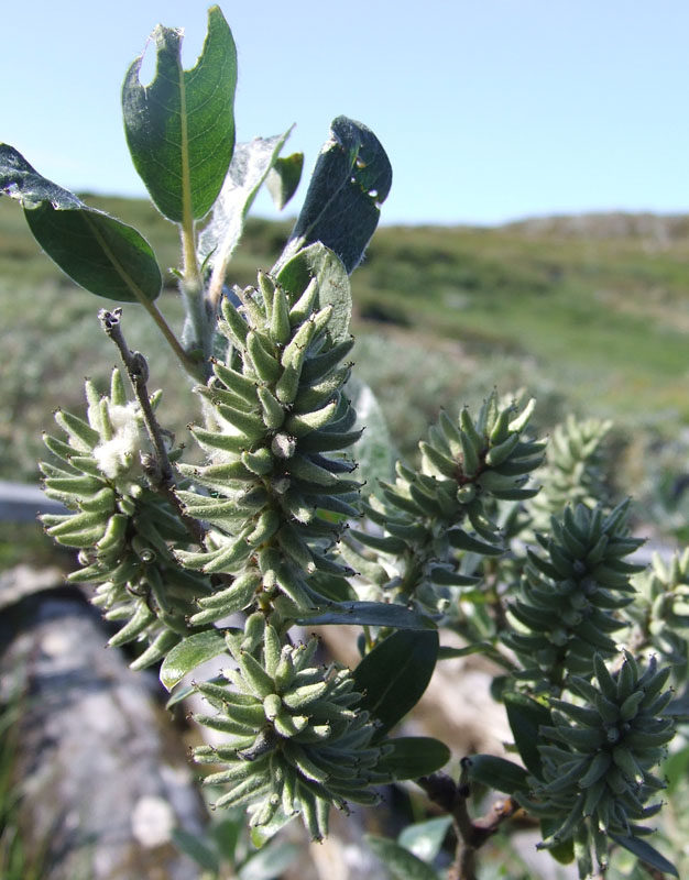 Image of Salix glauca specimen.