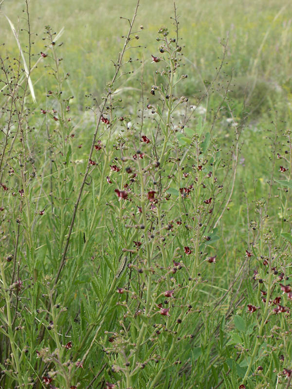 Изображение особи Scrophularia cretacea.
