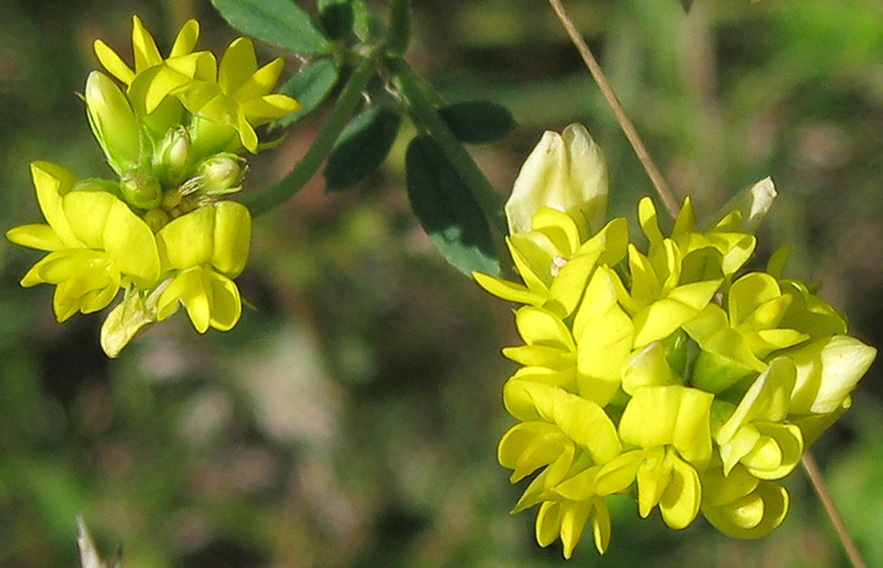 Изображение особи Medicago falcata.