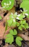 Lloydia triflora