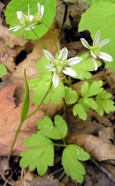 Image of Lloydia triflora specimen.