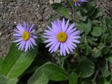 Aster alpinus. Соцветия. Камчатский край, Елизовский район, подножье вулкана Авачинский, каменистый склон, 1050 м н.у.м. 13.07.2008.