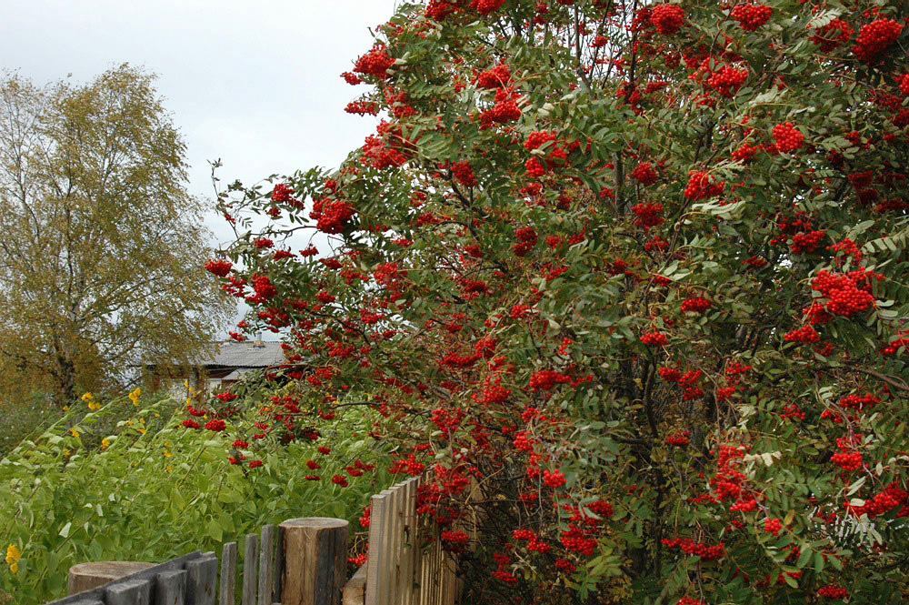 Image of Sorbus aucuparia specimen.