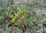 Astragalus utriger