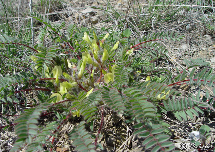 Изображение особи Astragalus utriger.