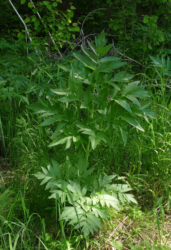 Изображение особи Archangelica officinalis.