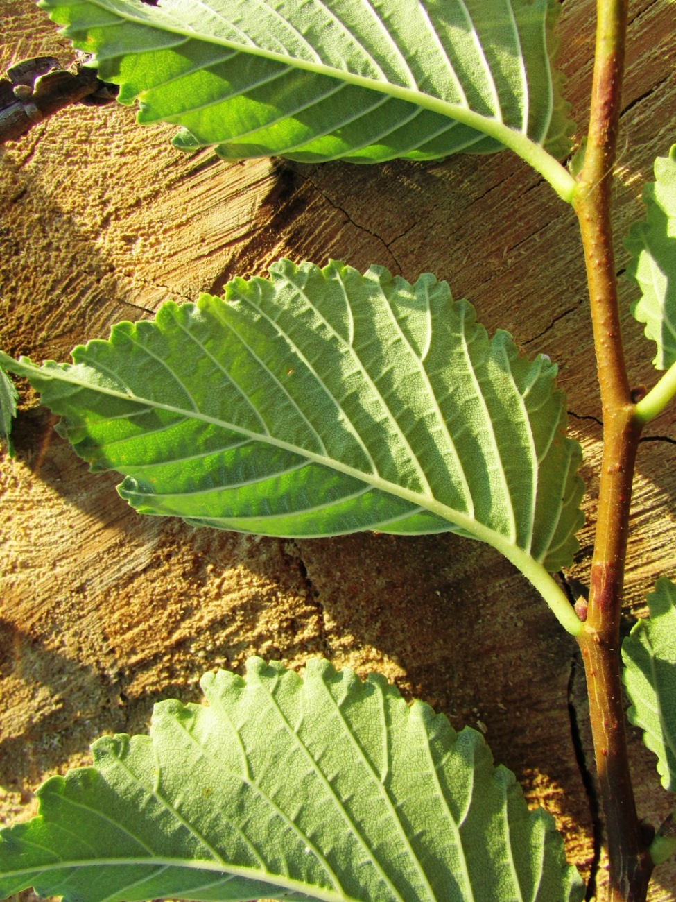 Image of Ulmus minor specimen.