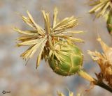 Centaurea salonitana