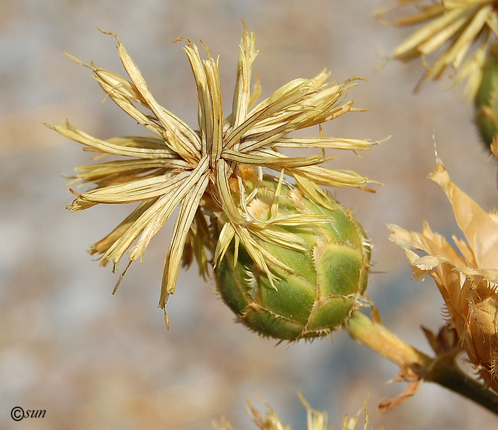 Изображение особи Centaurea salonitana.