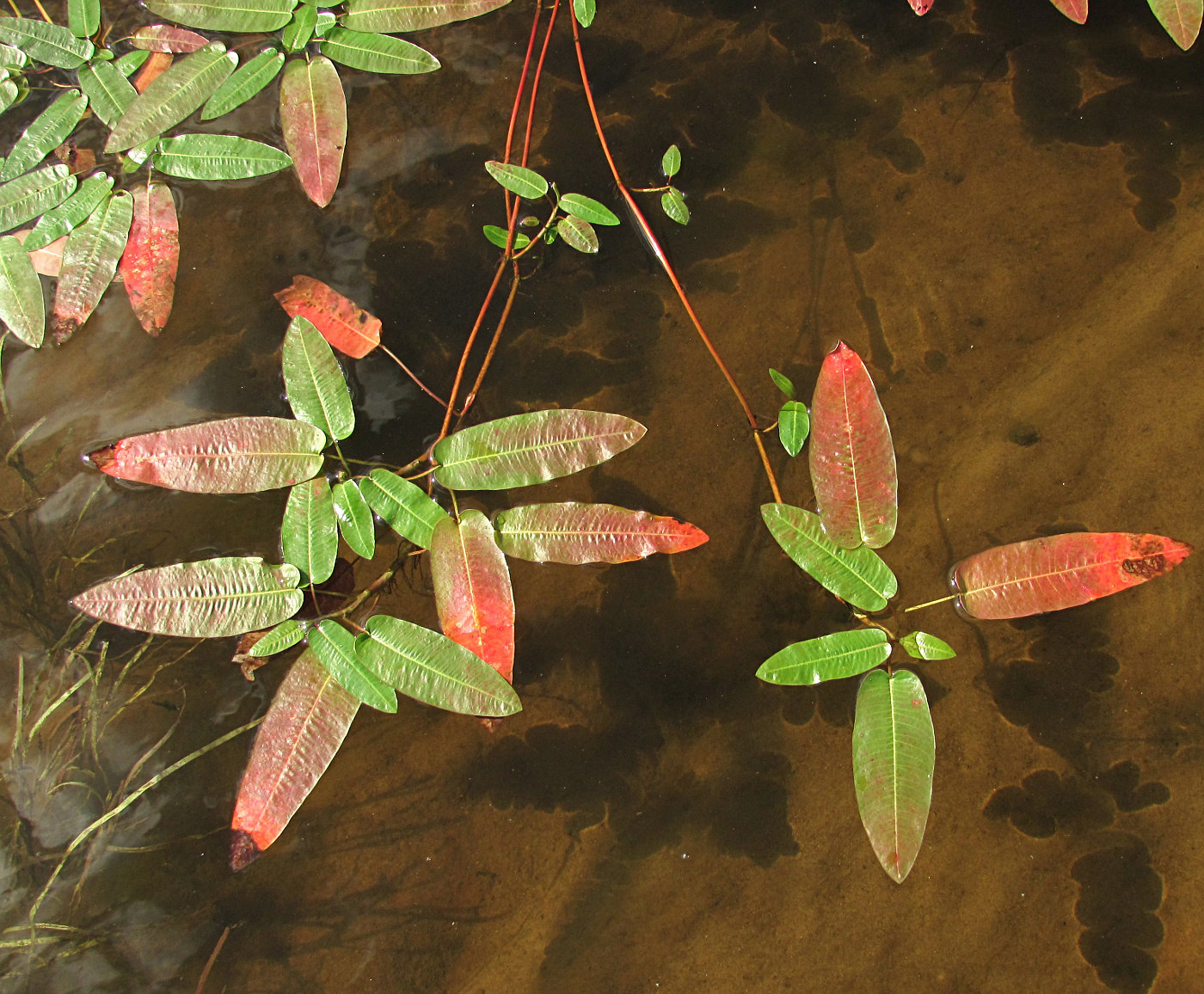 Изображение особи Persicaria amphibia.