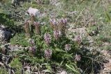 Pedicularis olgae