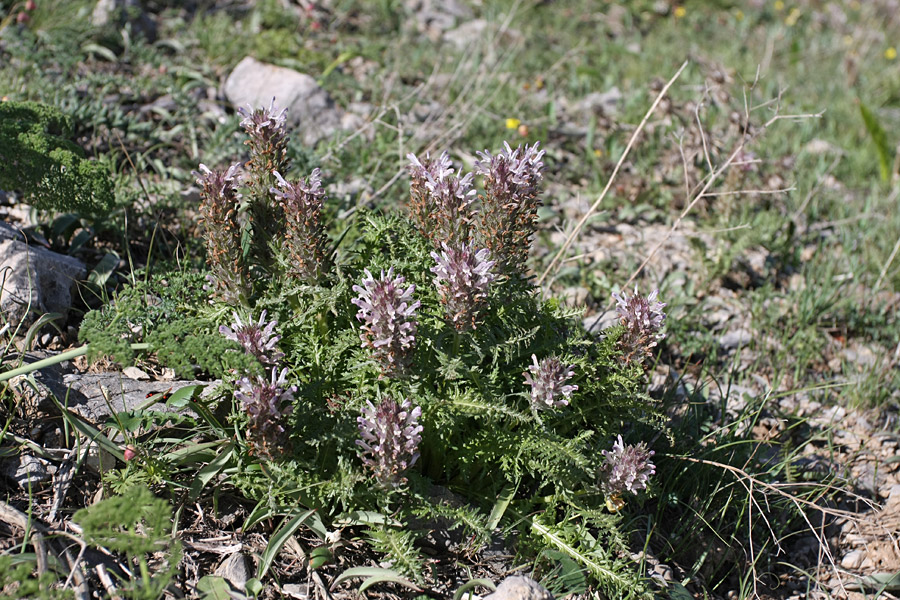 Image of Pedicularis olgae specimen.