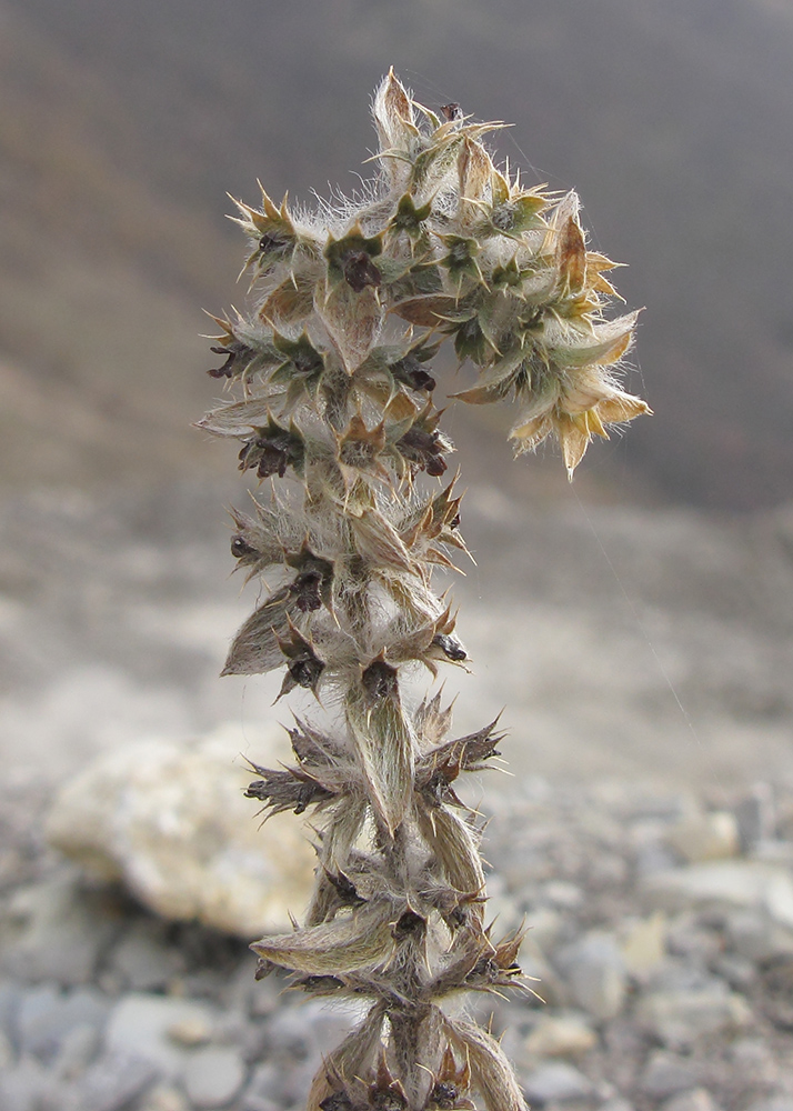 Image of Sideritis montana specimen.