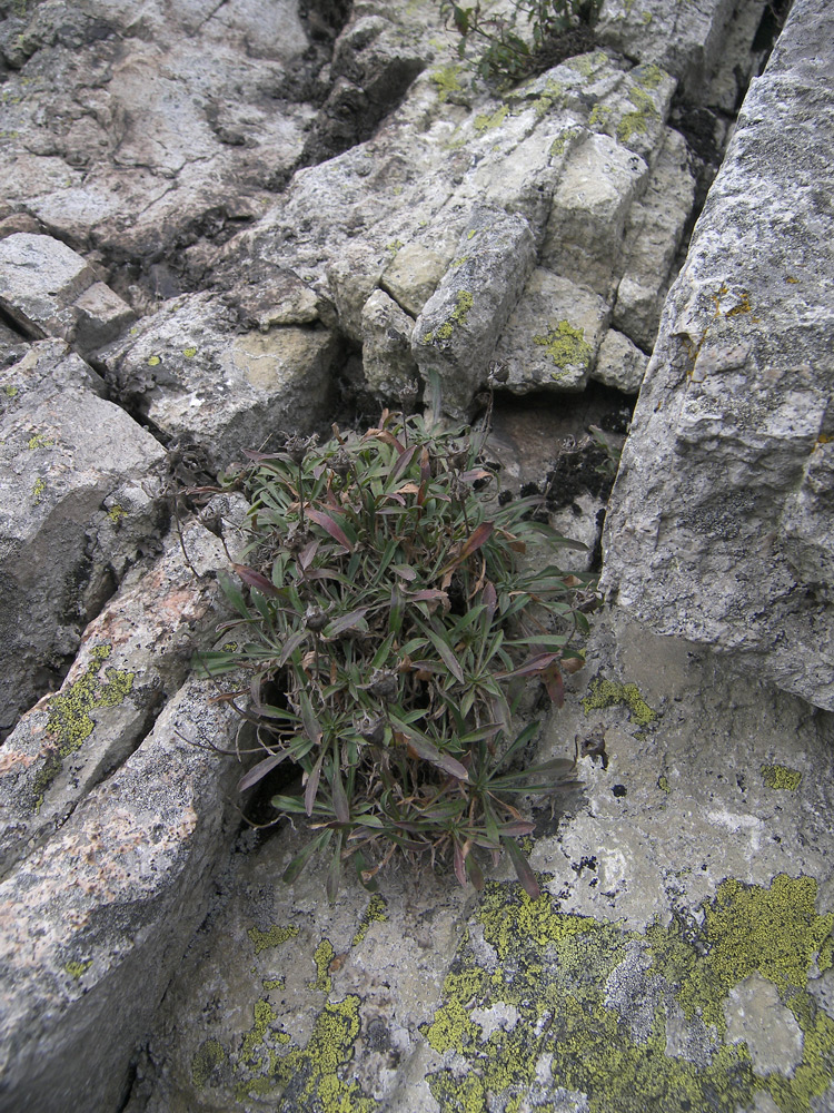 Image of Campanula saxifraga specimen.