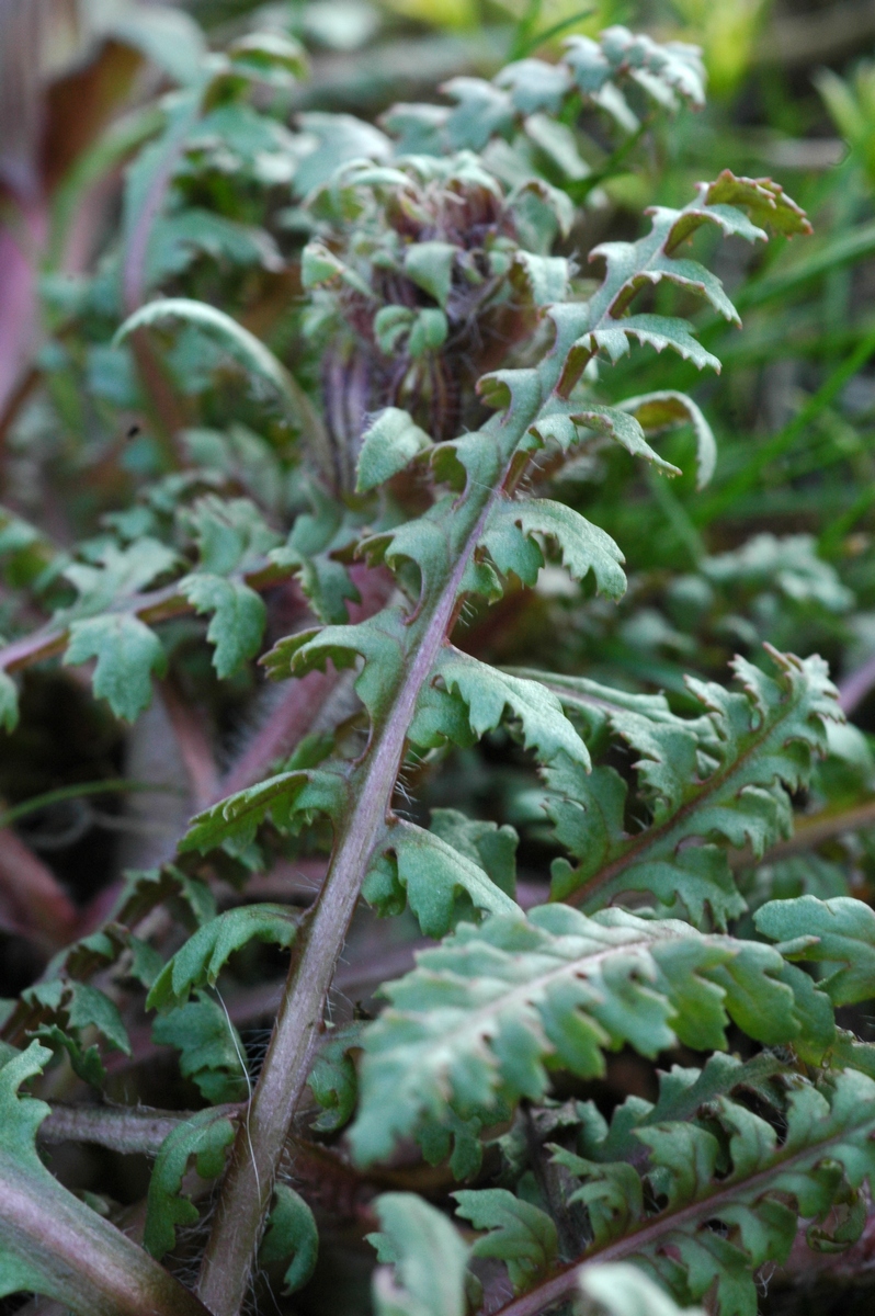 Изображение особи Pedicularis semenowii.