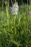 Orchis militaris. Цветущее растение (белоцветковая форма). Ленинградская обл., Волосовский р-н, суходольный луг на известняке. 07.06.2015.