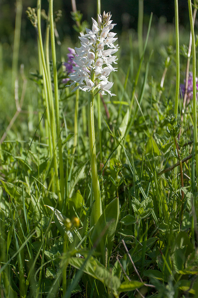 Изображение особи Orchis militaris.