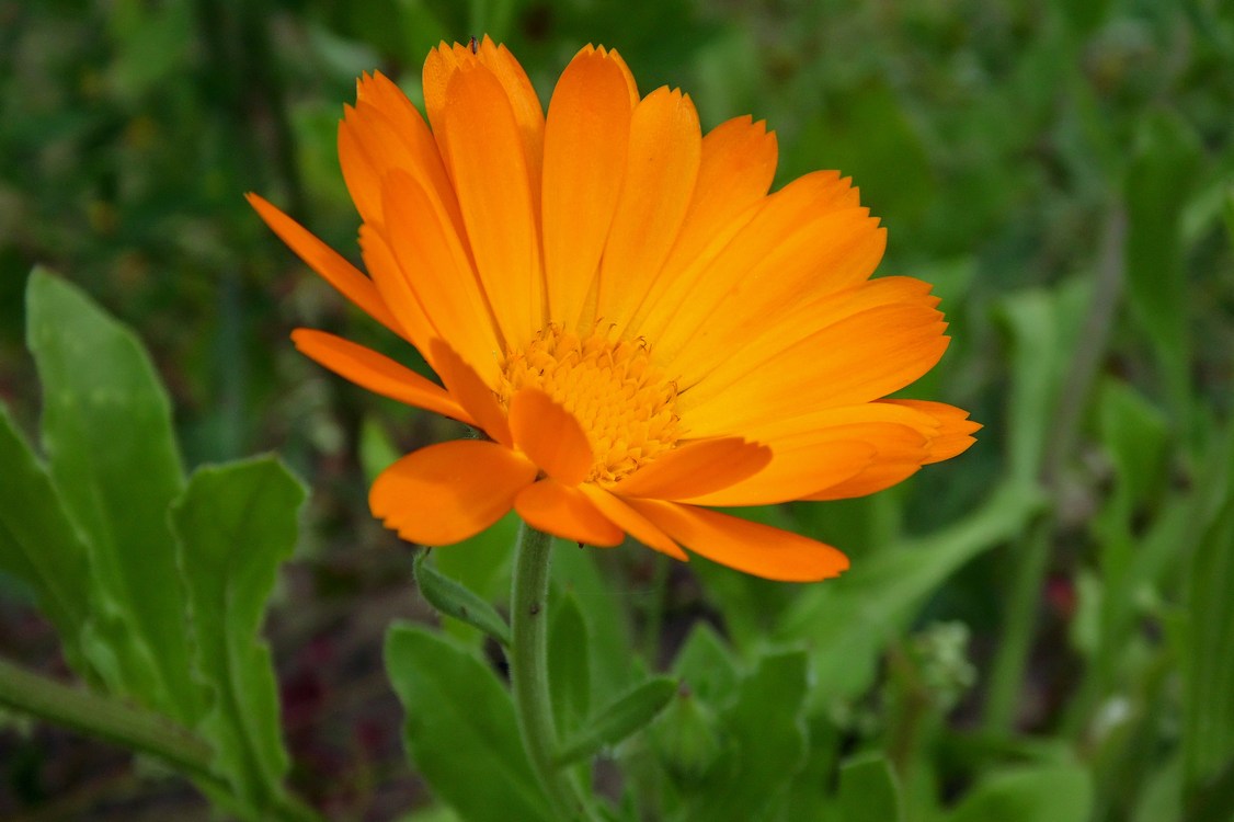 Image of Calendula officinalis specimen.
