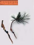 Pinus parviflora