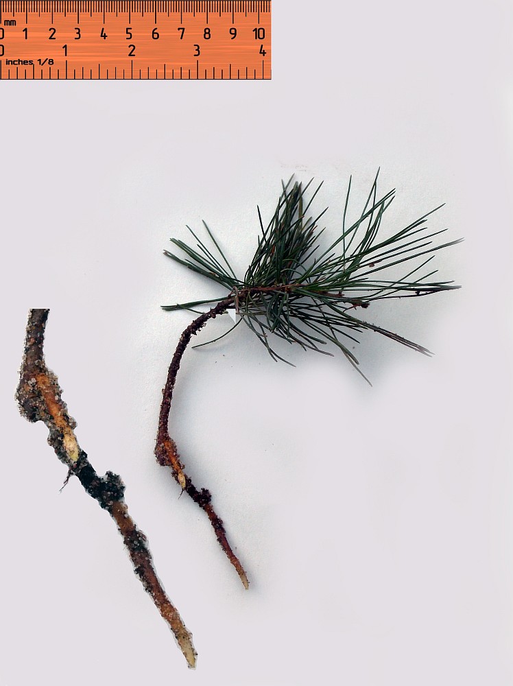 Image of Pinus parviflora specimen.