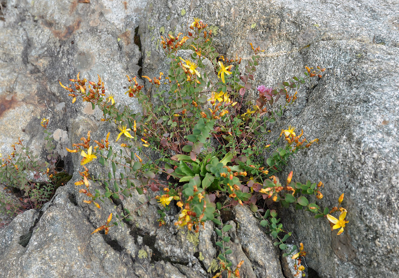 Изображение особи Hypericum nummularioides.