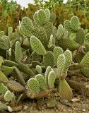 Opuntia microdasys. Часть вегетирующего растения. Испания, Андалусия, провинция Малага, г. Бенальмадена, парк La Paloma. Август 2015 г.