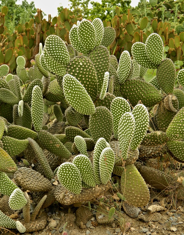 Image of Opuntia microdasys specimen.