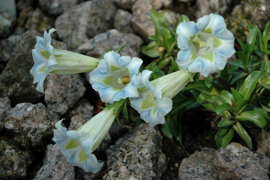 Изображение особи Gentiana angustifolia.