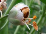 Zygophyllum fabago