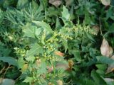Oxybasis rubra. Верхушка цветущего растения. Иркутская обл., окр. г. Иркутска. 21.09.2014.