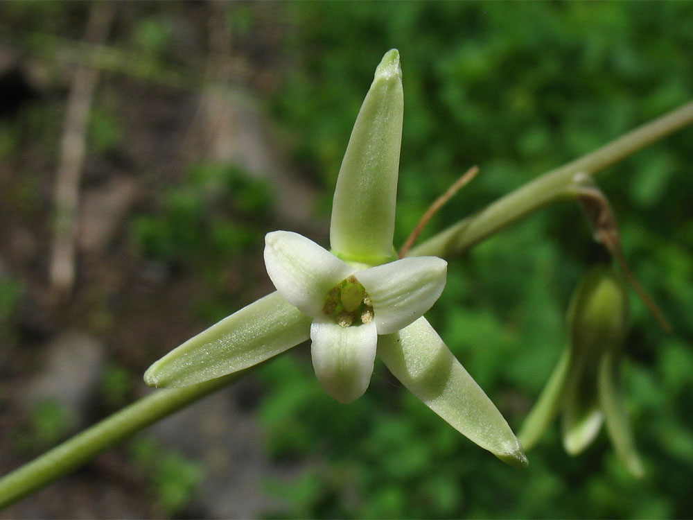 Изображение особи Dipcadi serotinum.