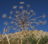 Heracleum sibiricum. Верхушка побега с почти осыпавшимся соплодием. Адыгея, Кавказский биосферный заповедник, ур. Яворова Поляна, субальпийский луг, выс. ≈ 1700 м н.у.м. 03.10.2015.