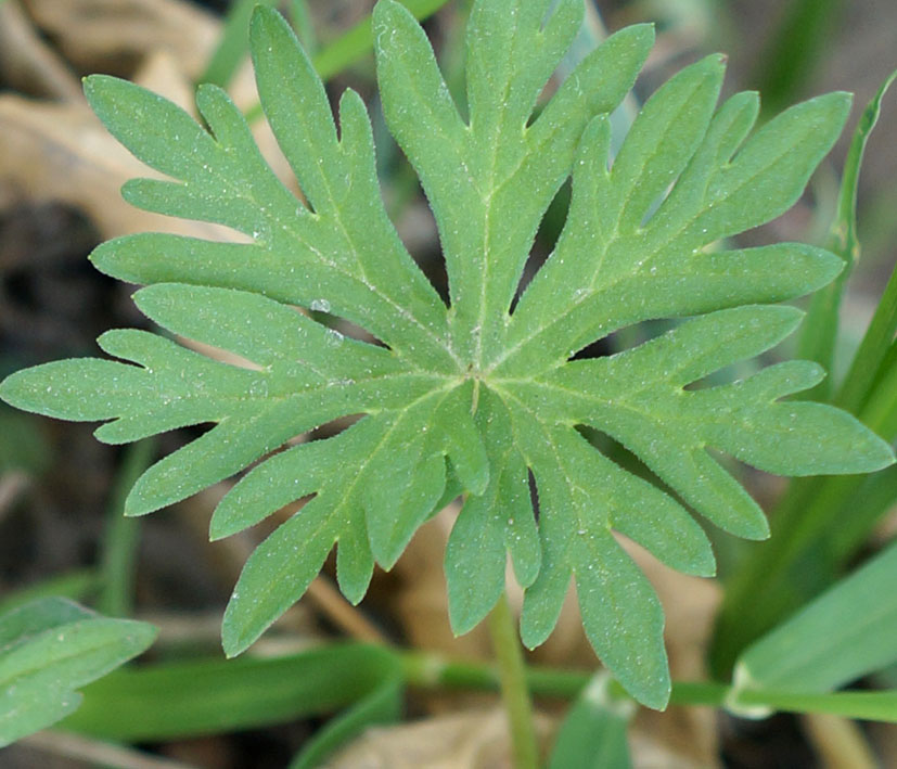 Image of Geranium collinum specimen.
