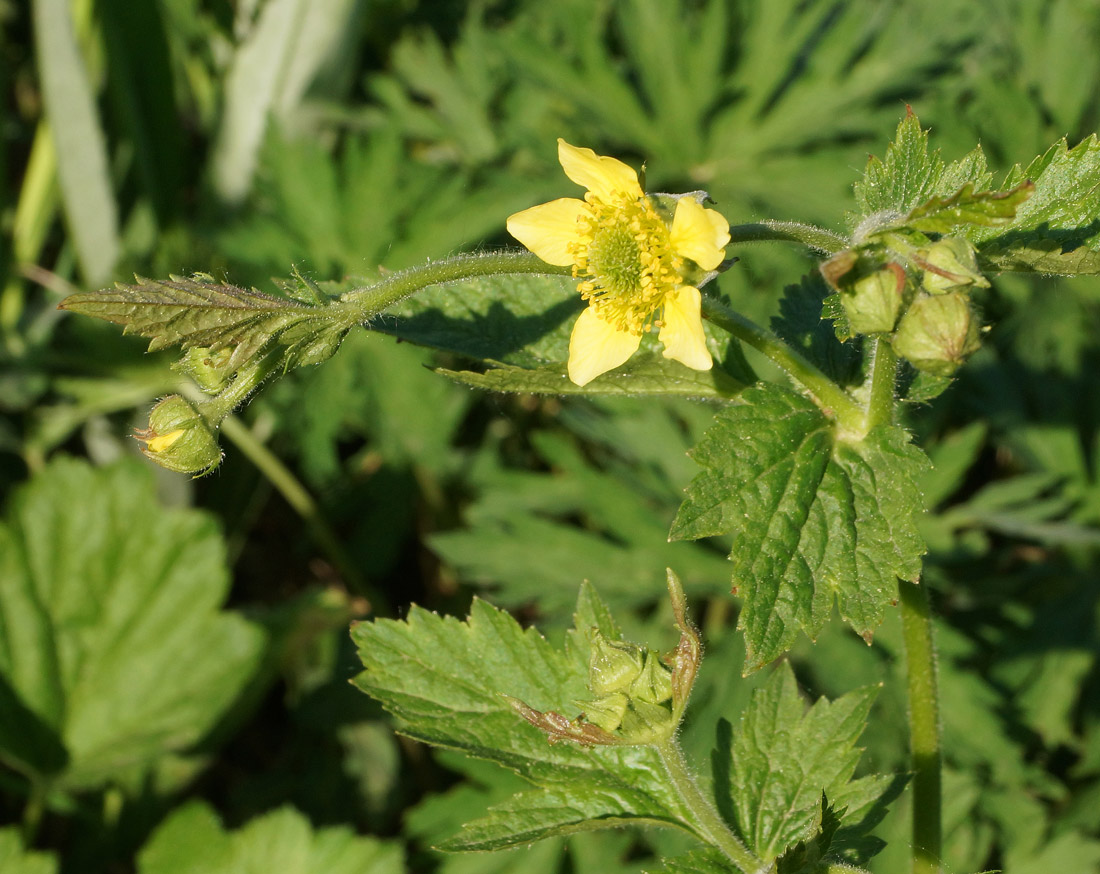 Image of Geum aleppicum specimen.