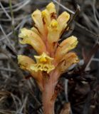 Orobanche centaurina