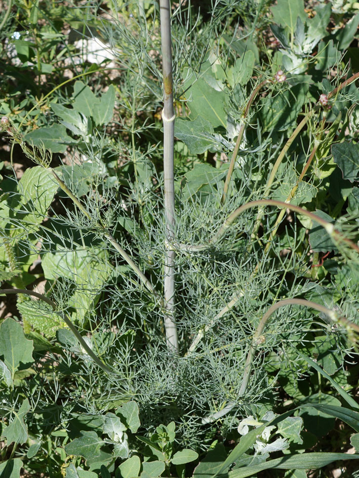 Image of Hyalolaena bupleuroides specimen.