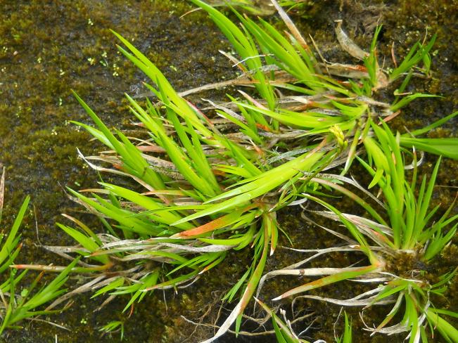 Image of Narthecium balansae specimen.