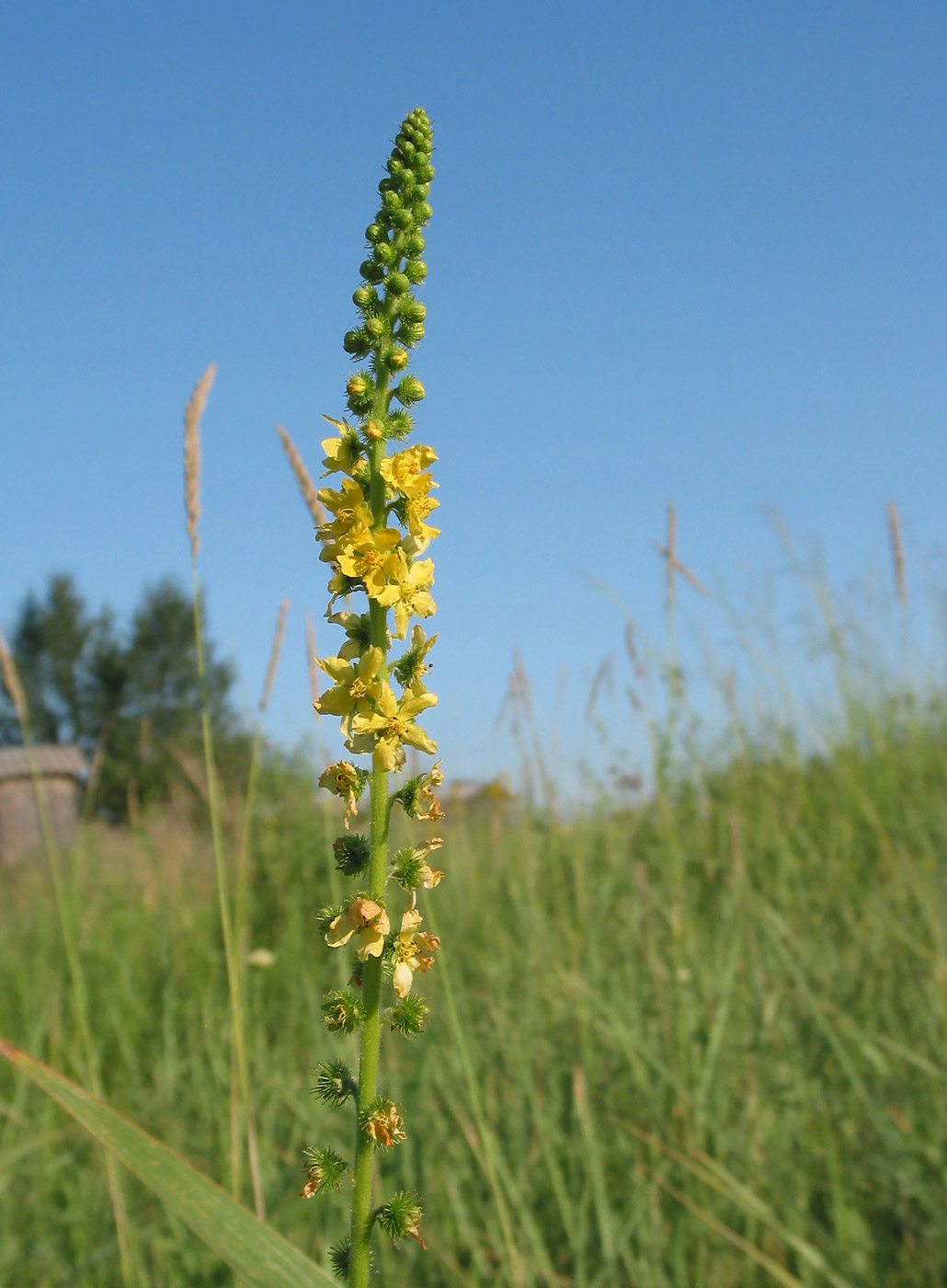 Image of Agrimonia asiatica specimen.