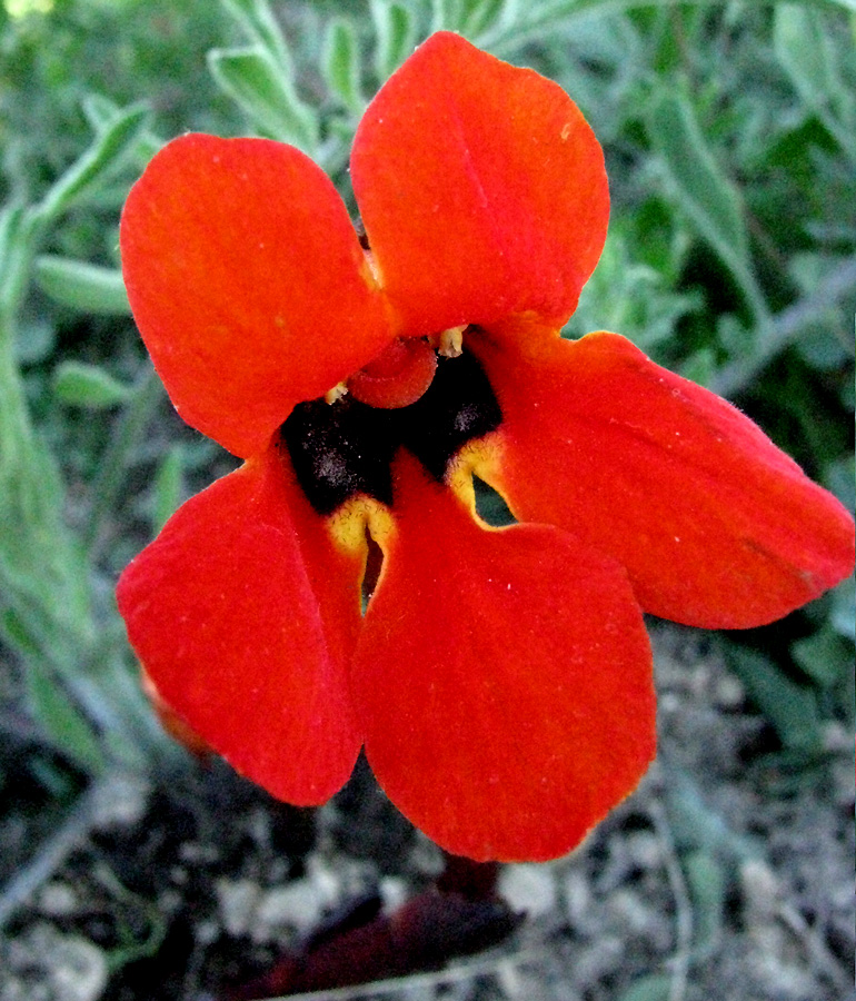 Image of Phelypaea coccinea specimen.