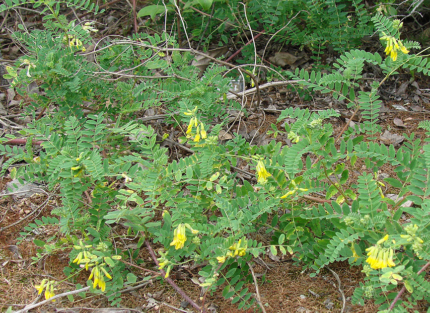 Image of Astragalus membranaceus specimen.