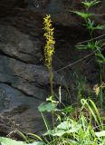 Ligularia sibirica