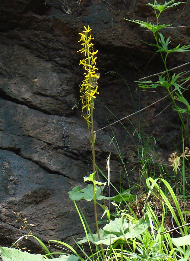 Image of Ligularia sibirica specimen.