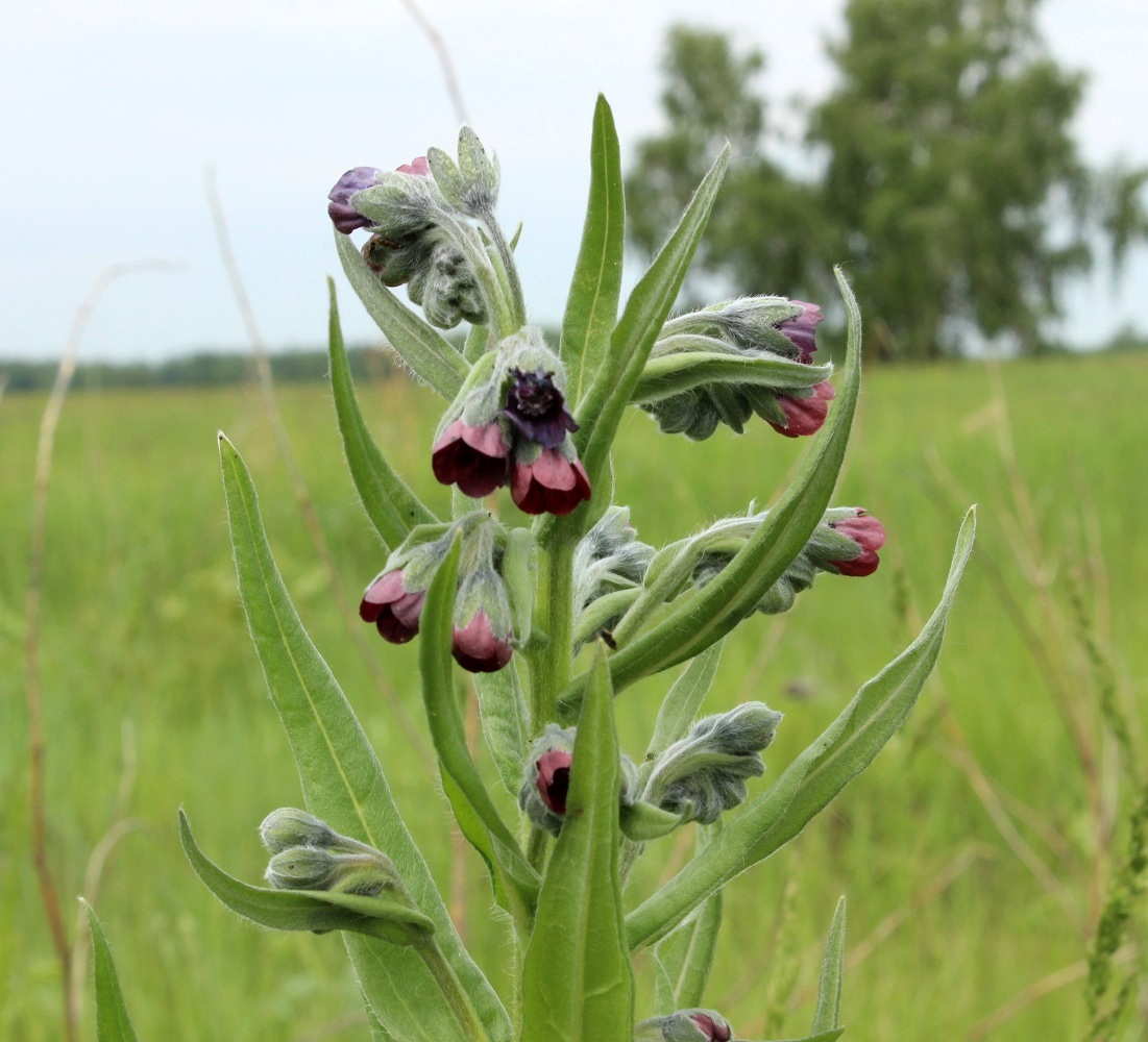 Image of Cynoglossum officinale specimen.