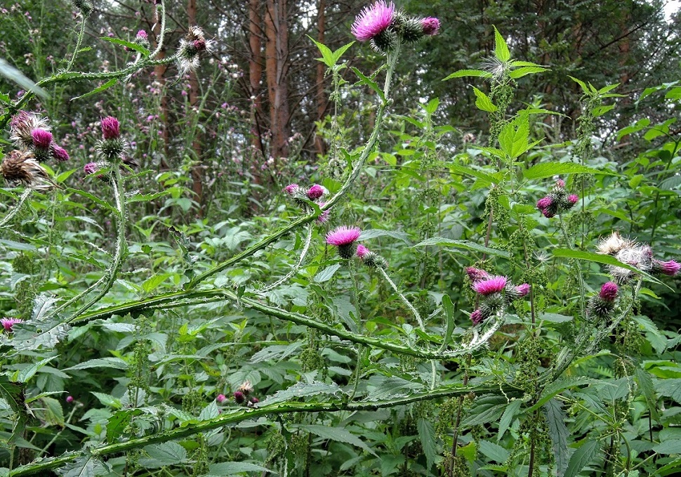 Изображение особи Carduus crispus.