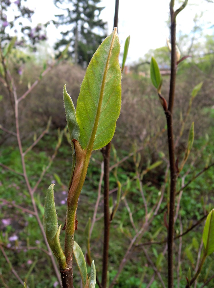 Изображение особи Magnolia wilsonii.