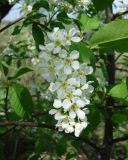 Изображение особи. Автор - Галина Чуланова