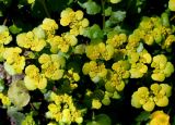 Chrysosplenium alternifolium