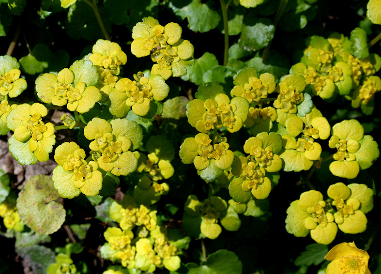 Image of Chrysosplenium alternifolium specimen.